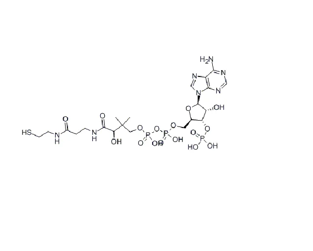 Coenzyme A